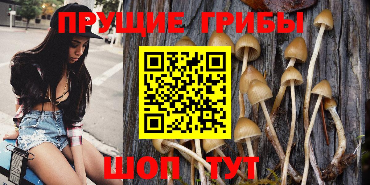 Псилоцибиновые грибы Psilocybe  Вход с VPN  Псилоцибиновые грибы мухоморы  Лесной 